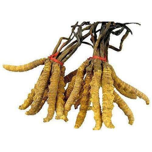 Berberis Aristata Root Extract